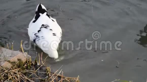 野鸭在潜水和吃东西视频的预览图
