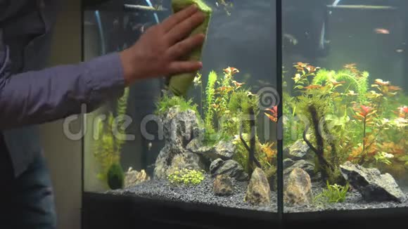 男性手清洁水族馆视频的预览图