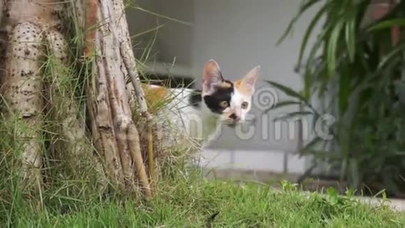 一只有黄色和黑色皮毛的小猫站在草地上好奇地向树外望去视频的预览图