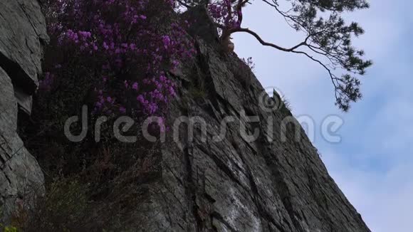 一幅粉红色的花朵和一棵树在悬崖边对着天空的全景图视频的预览图