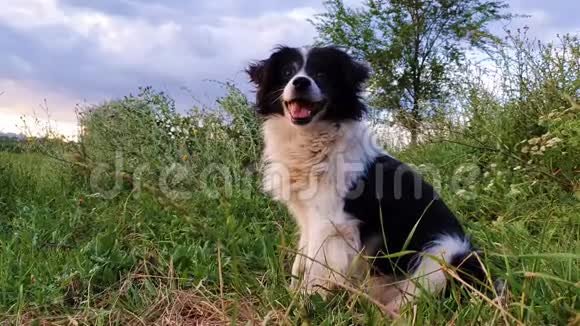 快乐的边境牧羊犬坐在草地上环顾四周享受着阳光下的宁静视频的预览图