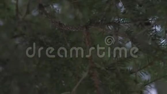 树林中的松枝上有雪视频的预览图