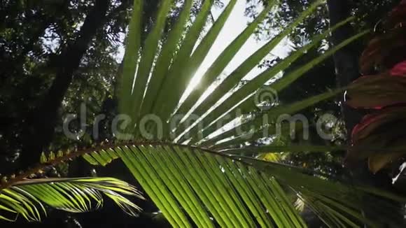 阳光穿过棕榈树的叶子观赏绿色热带森林视频的预览图