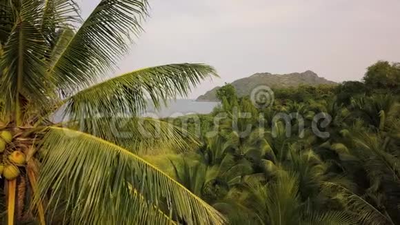 椰子棕榈园美丽的鸟瞰无人机4k视频视频的预览图
