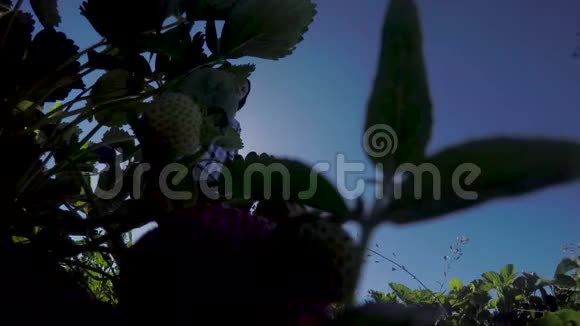 从灌木丛中摘草莓的女人视频的预览图