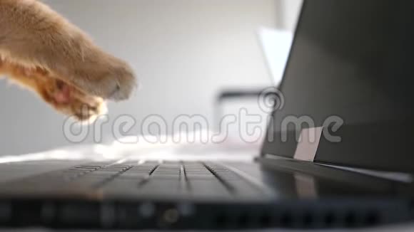 有趣的缅因州猫在电脑上工作在笔记本上打字慢动作3840x2160视频的预览图