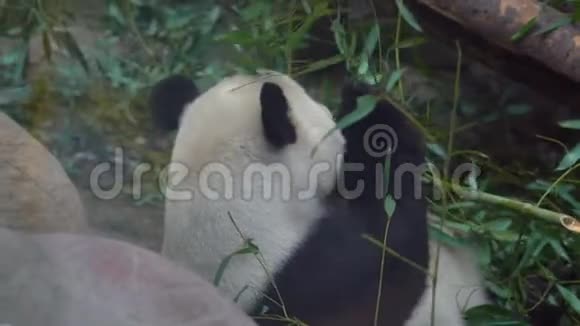 一只可爱的熊猫熊坐在竹枝上吃东西视频的预览图