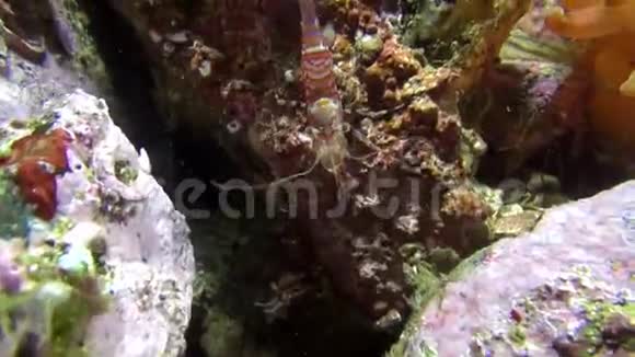 巴伦支海海底的条纹玻璃虾视频的预览图