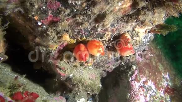 巴伦支海海底海绵视频的预览图
