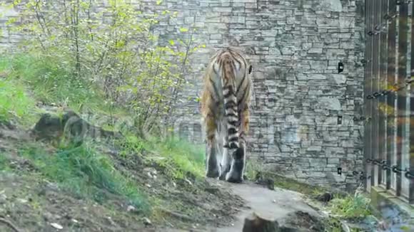 老虎在动物园的围栏里散步视频的预览图