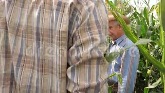 两个农民在玉米地工作尝试玉米的味道和成熟视频的预览图