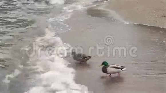 鸭子通过波浪进入湖泊视频的预览图