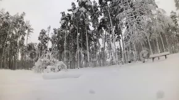 冬天狗在树林里奔跑胸前有照相机视频的预览图