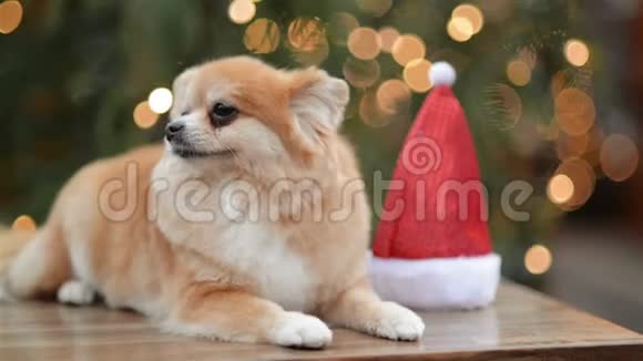 矮人斯皮茨的肖像可爱的狗躺在圣诞市场上有圣诞帽的搞笑狗视频的预览图