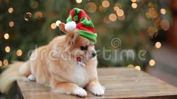 矮人斯皮茨的肖像可爱的狗躺在圣诞市场上有圣诞帽的搞笑狗视频的预览图