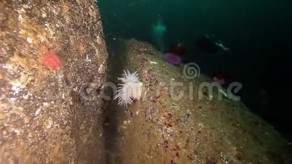 巴伦支海水下白海葵背景潜水员视频的预览图