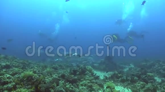 红海地区潜水员附近的大眼视角动物性筋膜炎学校视频的预览图