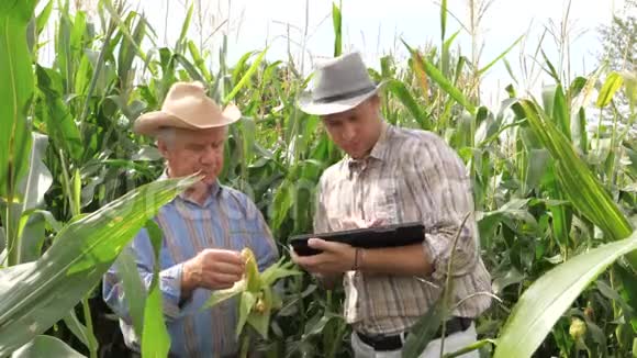 两个农民在玉米地工作用平板记录结果视频的预览图