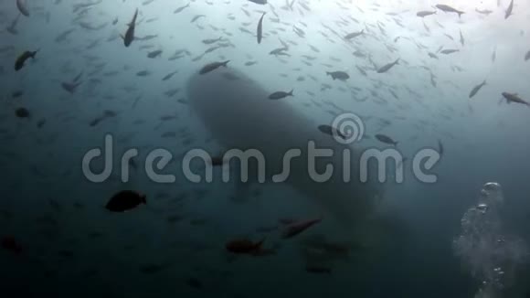 加拉帕戈斯海底海底潜水者附近的鲸鲨视频的预览图