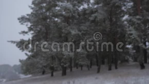 冬季森林冬天在森林里下雪圣诞节的晚上下雪在圣诞公园雪是视频的预览图