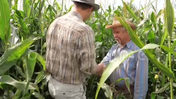 玉米生产领域两个农户的成熟度和地位检验视频的预览图
