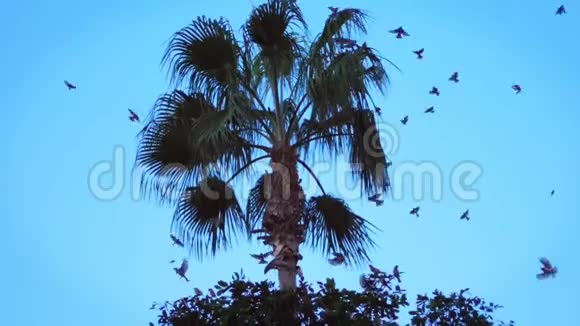 在炎热的夏天大量的鸟群在热带树上飞翔视频的预览图
