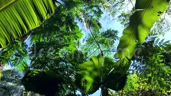 阴影热带丛林场景视频的预览图