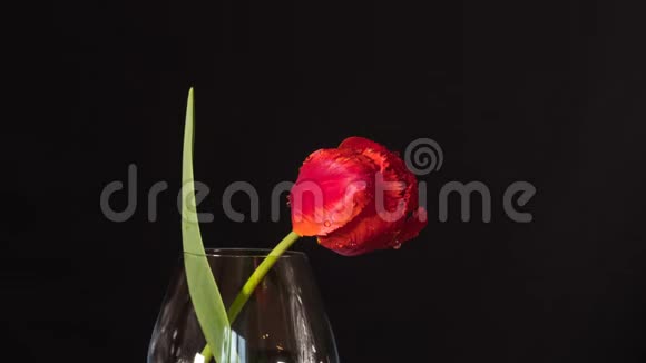 红色绿色郁金香花在玻璃中的时间花在黑色背景上绽放视频的预览图