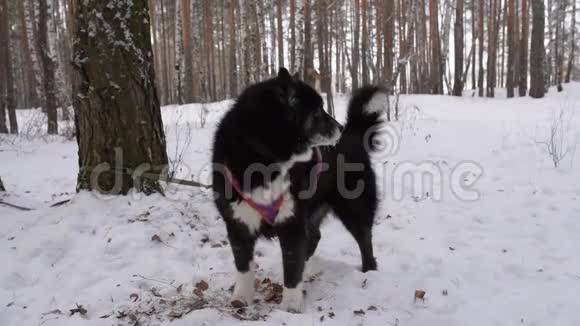 冬天森林里的黑狗视频的预览图