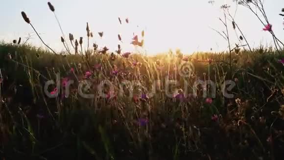 紫罗兰色的野花在草地上瑟瑟发抖天空前迎风瑟瑟发抖视频的预览图