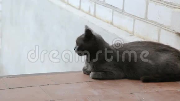 灰猫躺在水面上视频的预览图