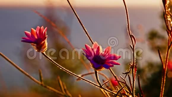 两朵紫罗兰色的野花在风中摇曳视频的预览图