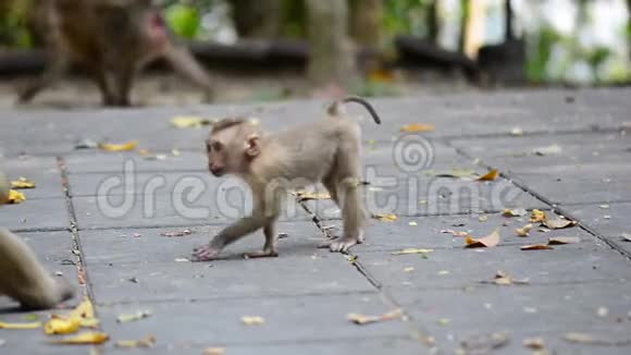 可爱的小猴子小猴子一只小猴子视频的预览图