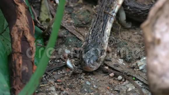 黑眼镜王蛇的死皮视频的预览图
