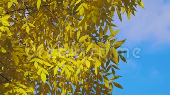 收集美丽的彩色秋叶绿色黄色橙色红色秋天黄叶视频的预览图