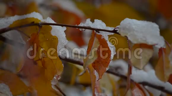 雪躺在五颜六色的秋叶上视频的预览图