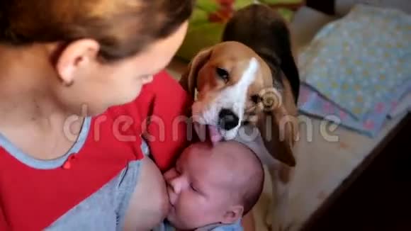 小猎犬舔着婴儿头视频的预览图