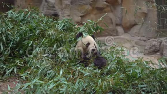 一只可爱的熊猫熊坐在竹枝上吃东西视频的预览图