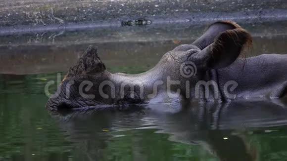 印度犀牛也称大的单角犀牛栖息在水中视频的预览图