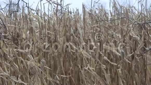 风中吹拂的田野上的山雀视频的预览图