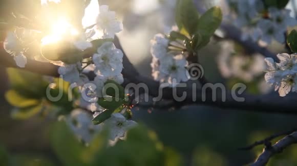 梅花枝上开白花视频的预览图