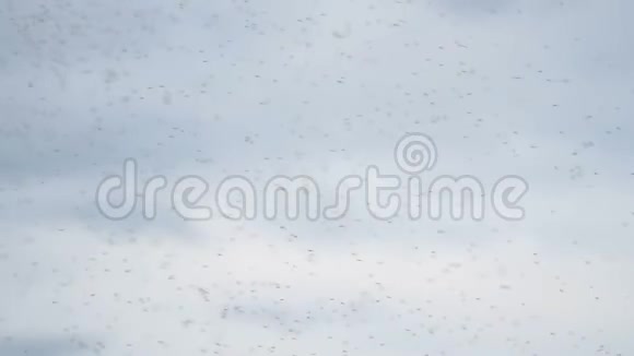 在多云的天空背景下成群的老鼠视频的预览图