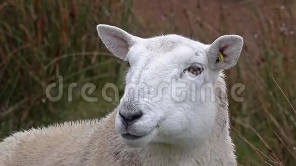 苏格兰高地的滑稽咀嚼羊视频的预览图