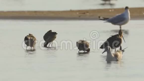 鸟类条尾哥维兹利莫萨拉波尼卡在浅水中行走寻找食物并吃它视频的预览图