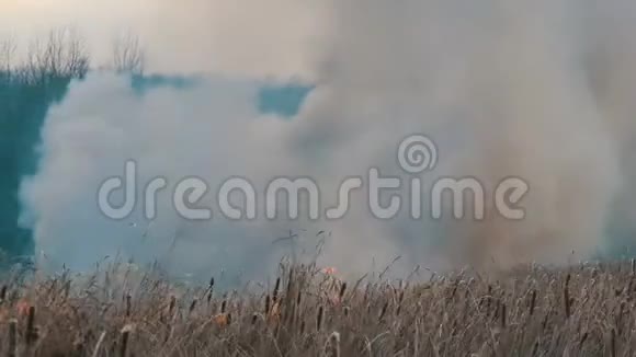 森林草原燃烧的灌木丛和干草中的元素火喷出的巨大烟雾视频的预览图