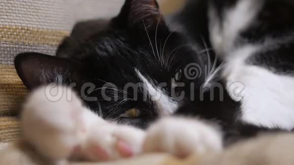 一只可爱的黑白猫躺在房间的椅子上视频的预览图