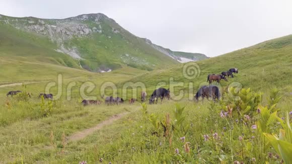 山地景观背景下绿茵草地上的马群放牧视频的预览图