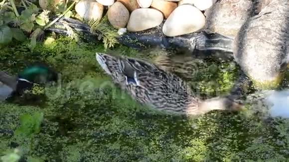 一对野鸭觅食浮萍视频的预览图