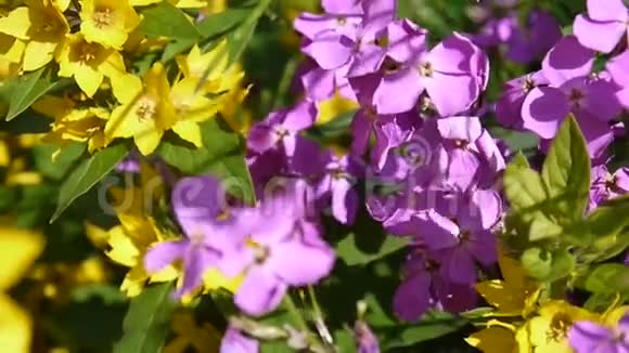 赫斯佩里斯夫人火箭紫色的花朵靠近视频的预览图