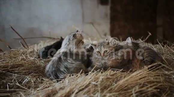 在靠近窗户的谷仓里放干草的猫视频的预览图